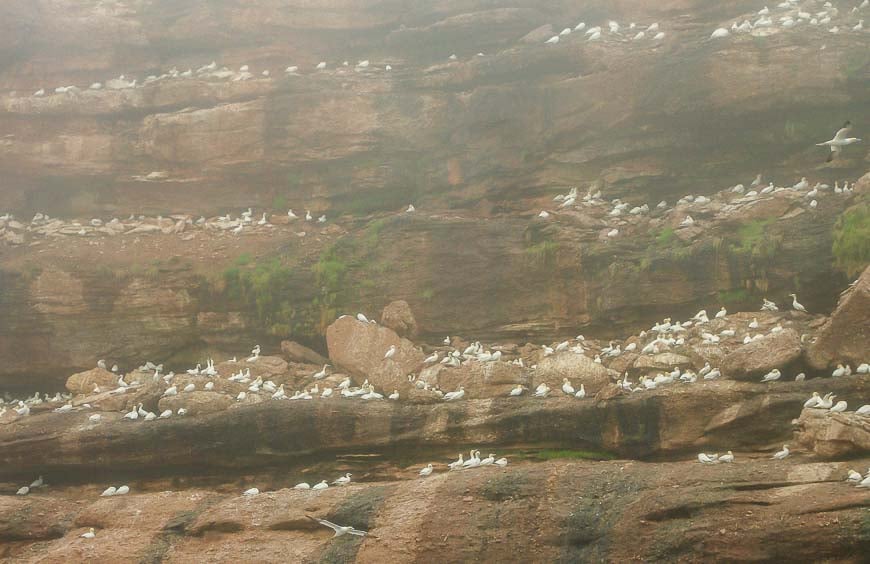 Masses of nesting gannets on the cliffs