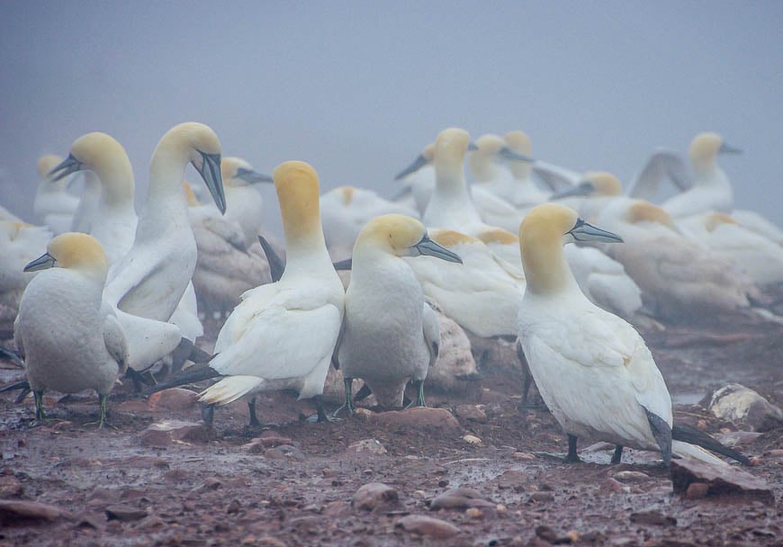 Gannets have a six foot wingspan