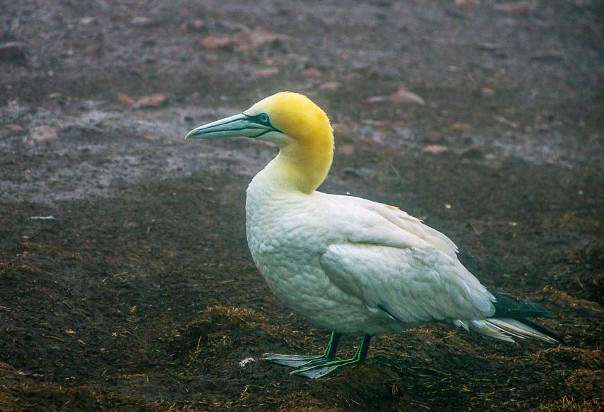 Did you know gannets lay only one blue egg?