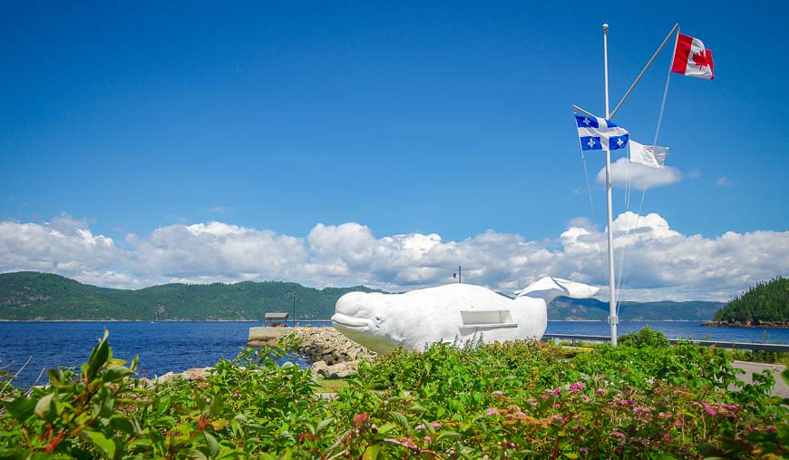 A beluga whale greets visitors at the wharf in Petit-Saguenay