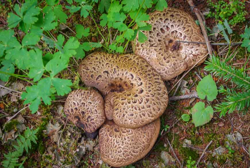 Lots of mushrooms in the woods