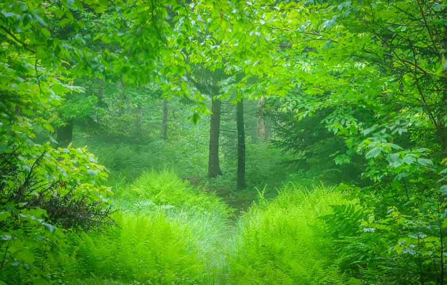 The sublime fog forest - one of the greenest forests I've ever seen