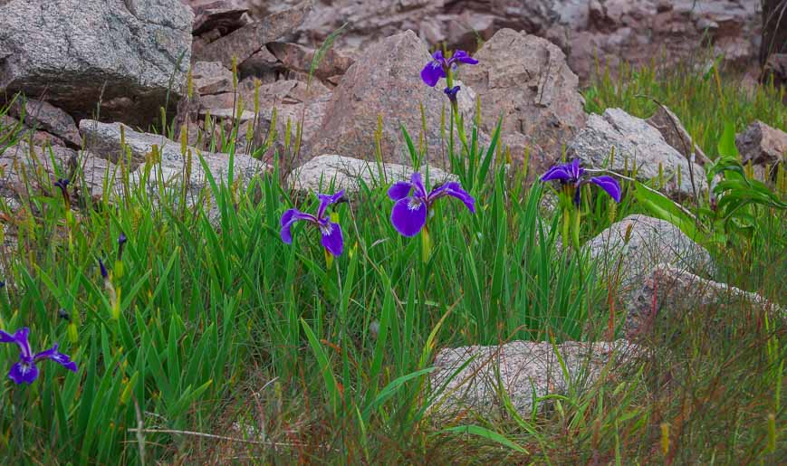 Some of the cliff tops had loads of wild iris blooming