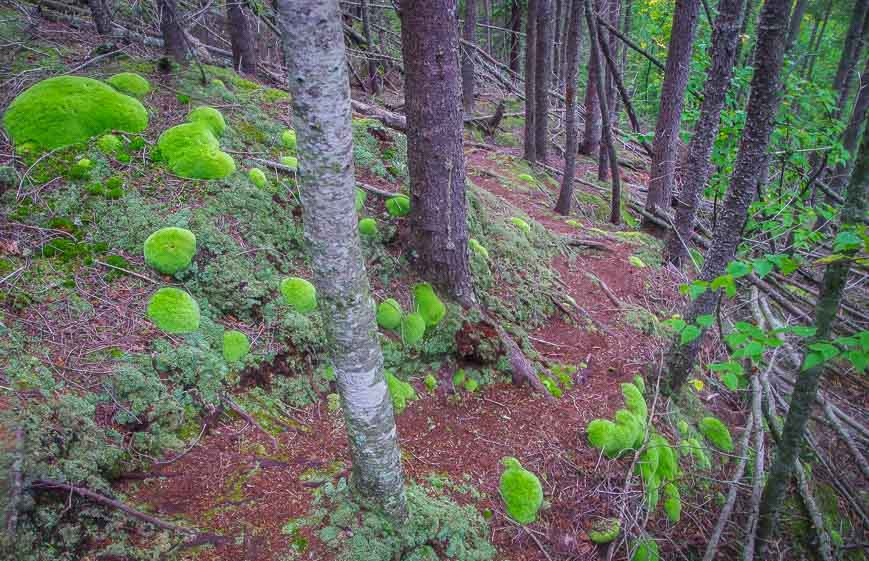 I've never seen moss blobs like this before