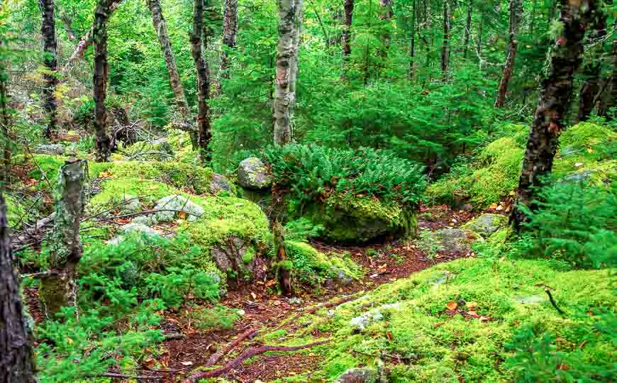 Rainforest like growth on parts of the trail