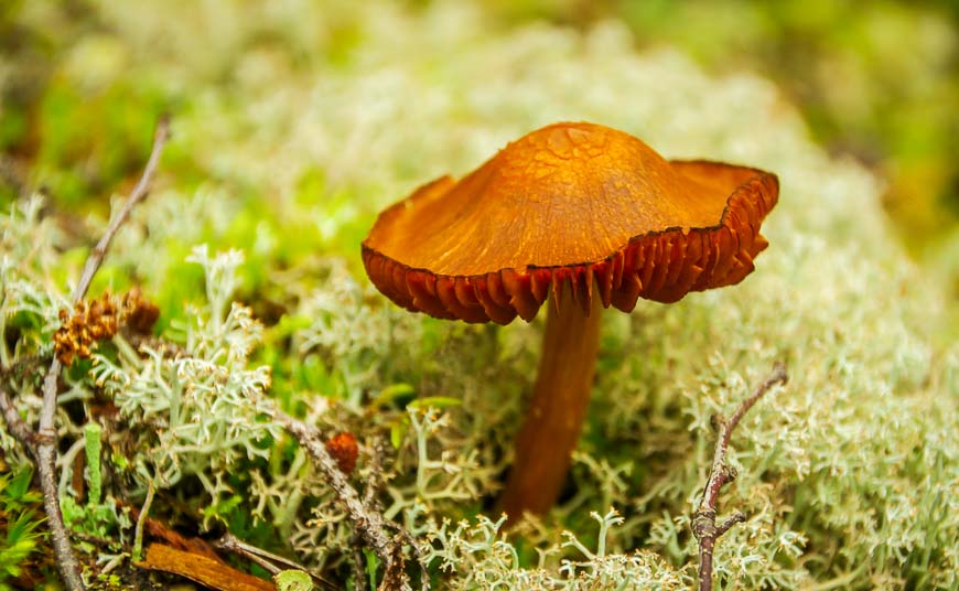 Loved the texture of this mushroom