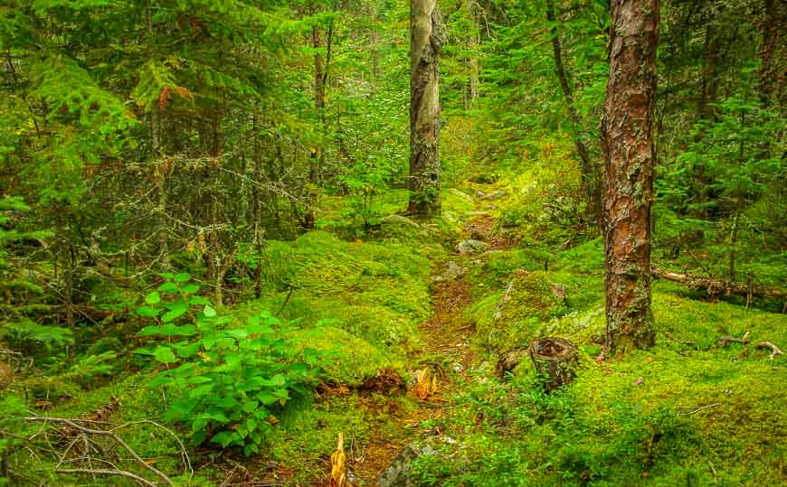 Some of the woods looked like a painting on the Coastal Trail in Pukaskwa National Park