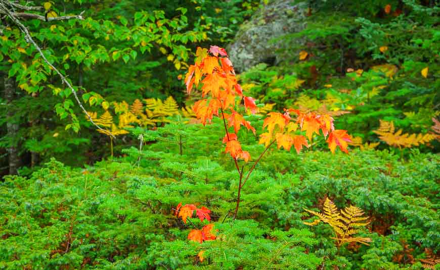 A little autumn colour in the rain