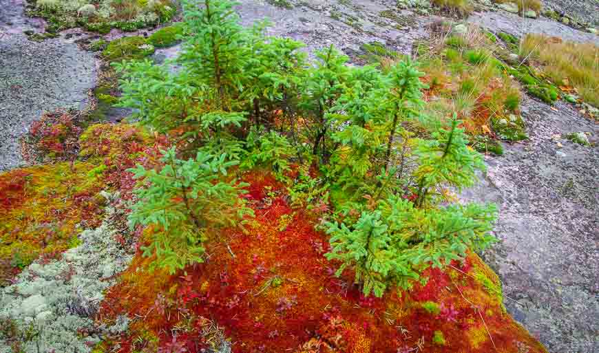 Nice mix of red moss and greet conifers