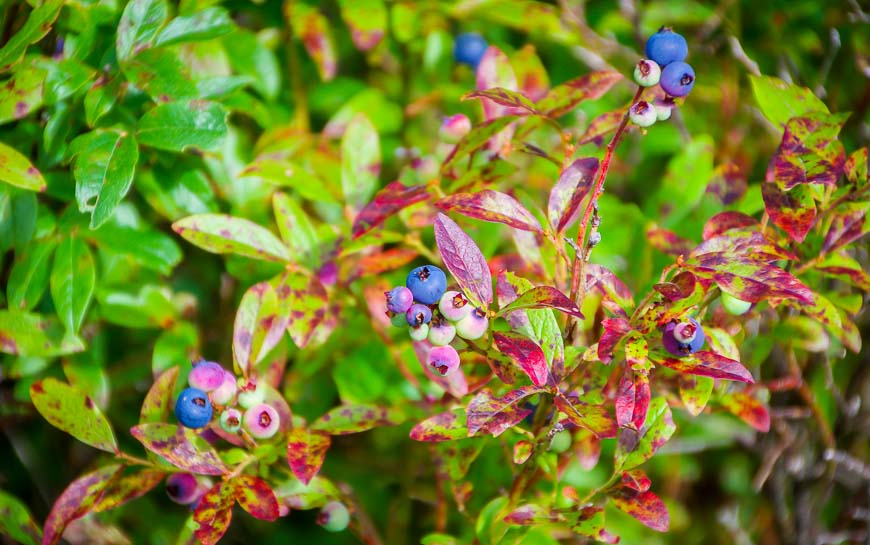 I ate handfuls of blueberries on the way down