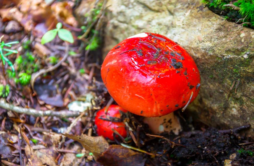 Colourful mushrooms popping out of the ground