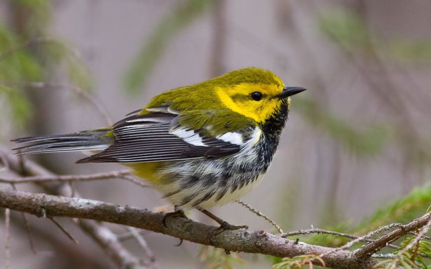 Black-throated green warbler, one of the warbler species sighted in the park 