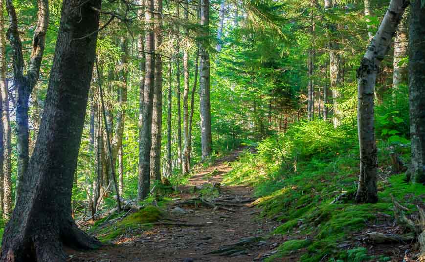 One of the things to do in Fundy National Park is beautiful forest hiking