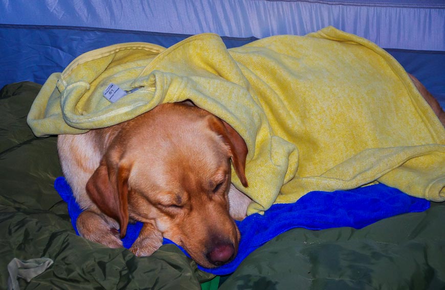 The dog was asleep within minutes of the tent being set up