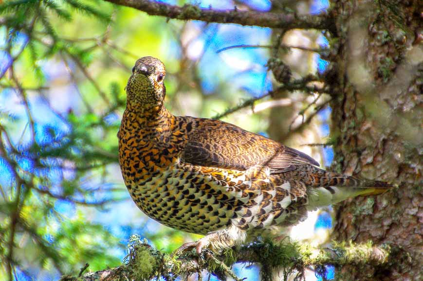 We startled this spruce grouse and she flew into the trees
