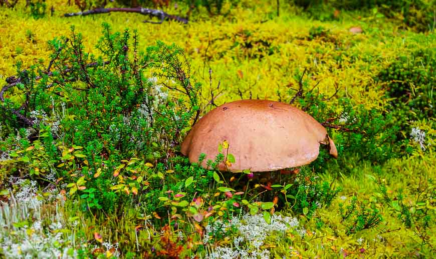 All manner of mushrooms along the Skyline Trail