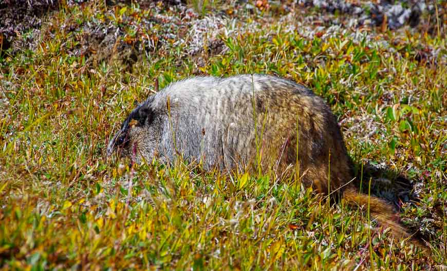 The only marmot we saw on the hike