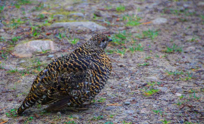 The Spruce Grouse have got to be one of the dumbest birds out there!