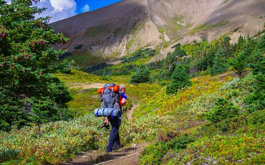 Above the treeline in no time on the Skyline Trail