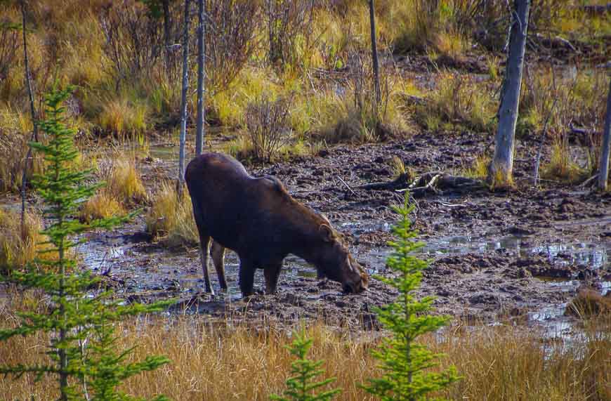 Female moose munching away