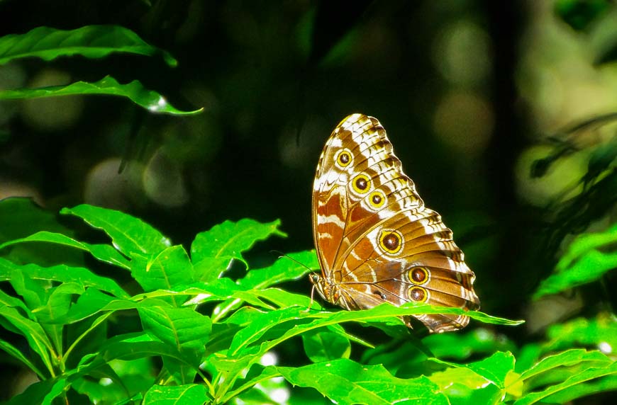 One of the 1000 species of butterflies in Costa Rica