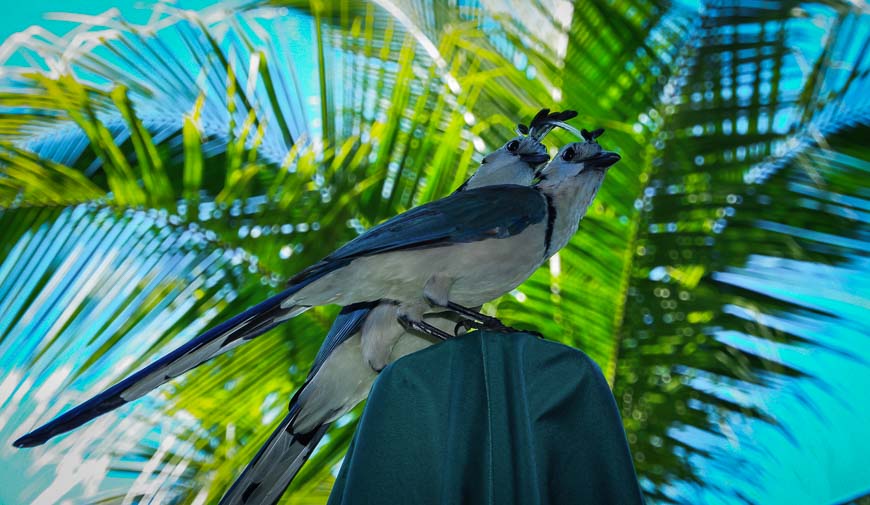 Not the national bird but beautiful magpie jays