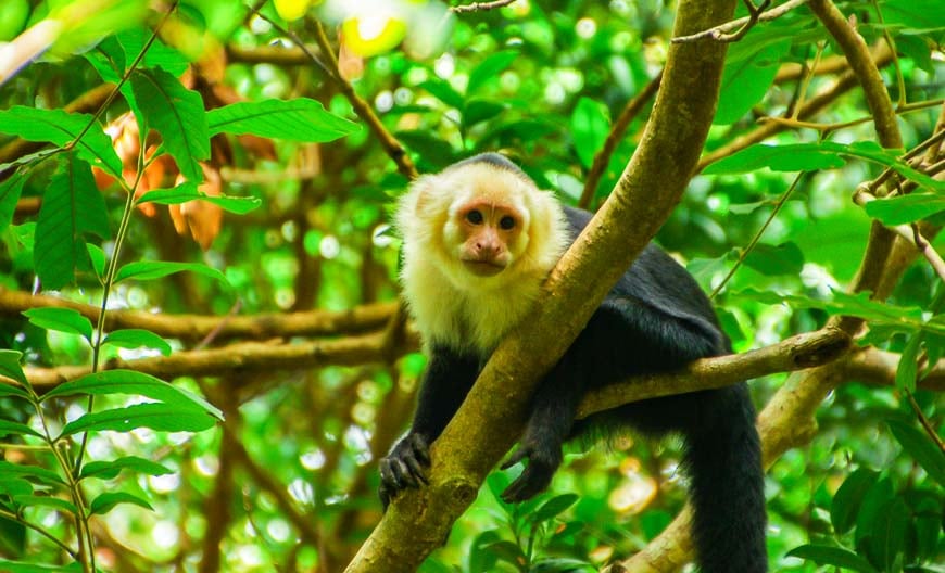 One of the 13 capuchin monkeys we saw on the Cangreja Waterfall Hike