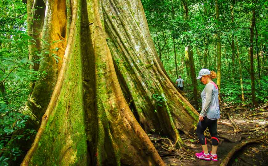 We are all dwarfed by the trees we see in the park