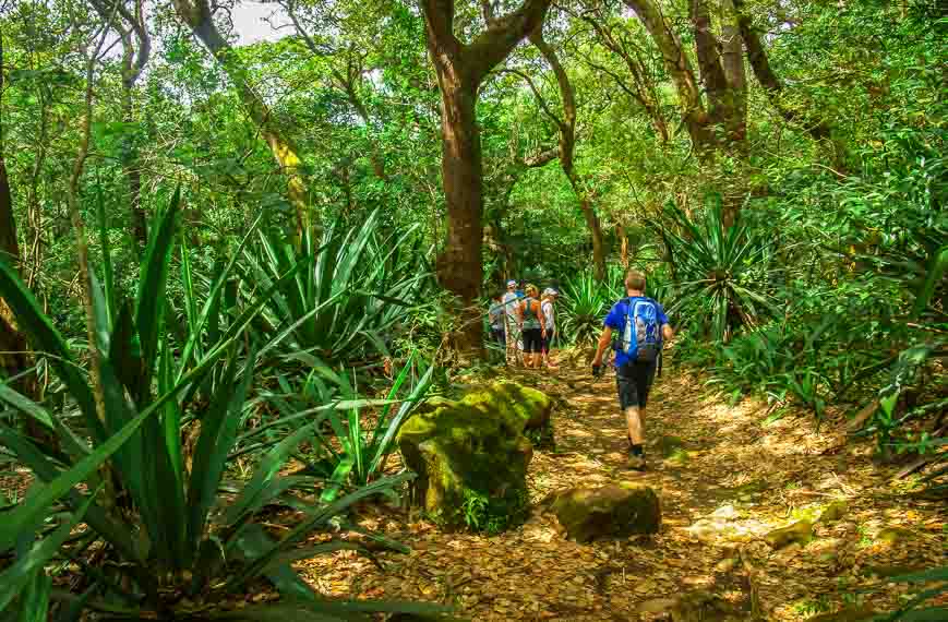 An ever changing hike - through a section of agave look alikes