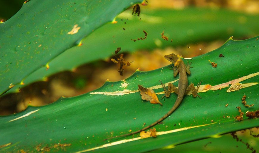 Happy to see lizards and not snakes