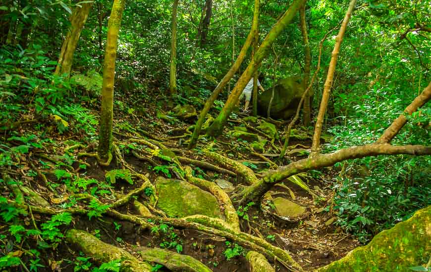 Sometimes the Cangreja Waterfall hike is tough going