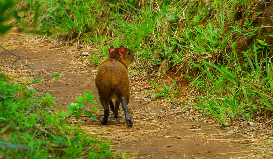 Lucky to see an agouti in Rincon de la Vieja - prized unfortunately for its' meat; it moves like a bunny