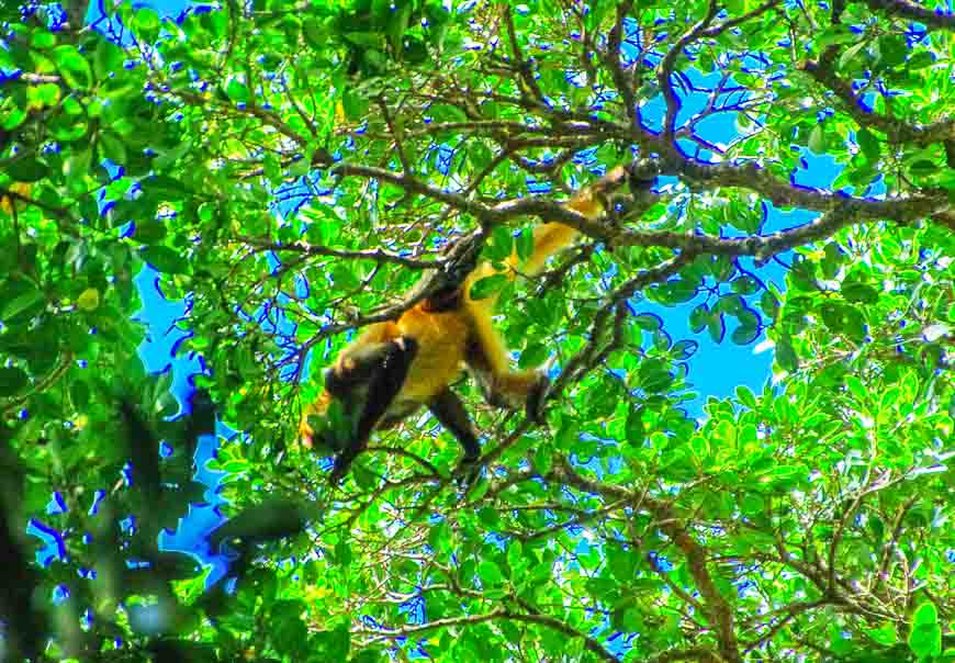 Spider monkeys were way up in the tree so very hard to get good shots