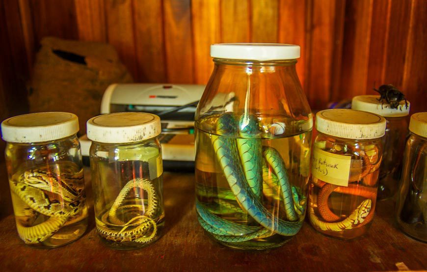 Pickled snakes in the office at the park headquarters