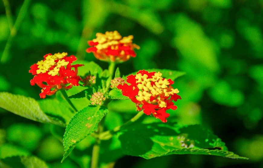 A few wildflowers are blooming