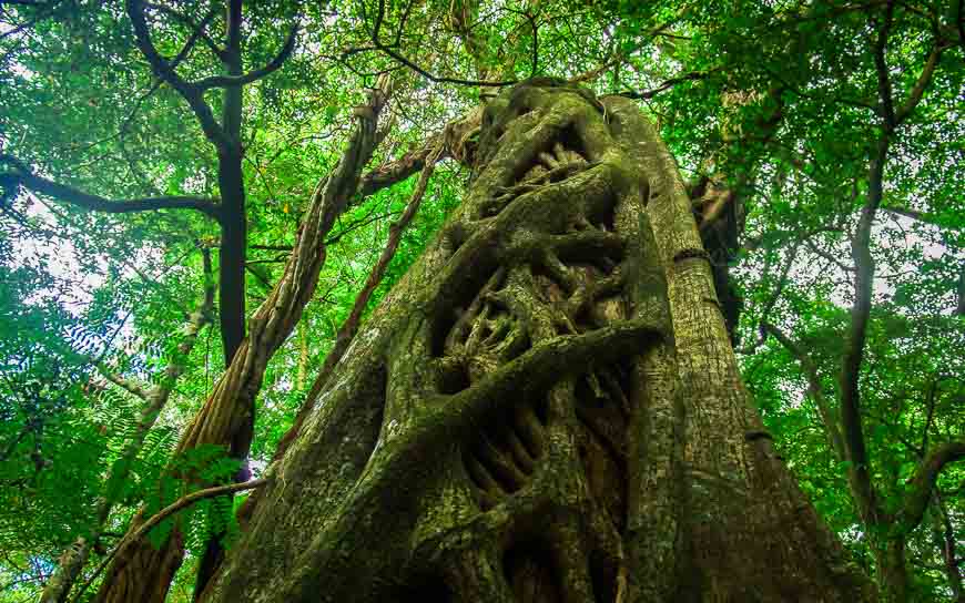 Giant strangler figs surround and eventually kill the tree