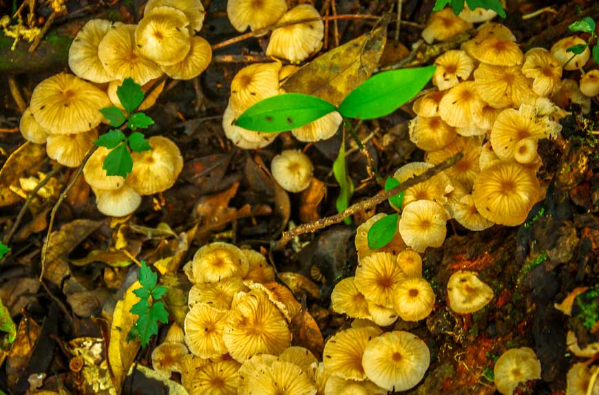 Fungi in Rincon de la Vieja reminds me of what we see in the Rockies