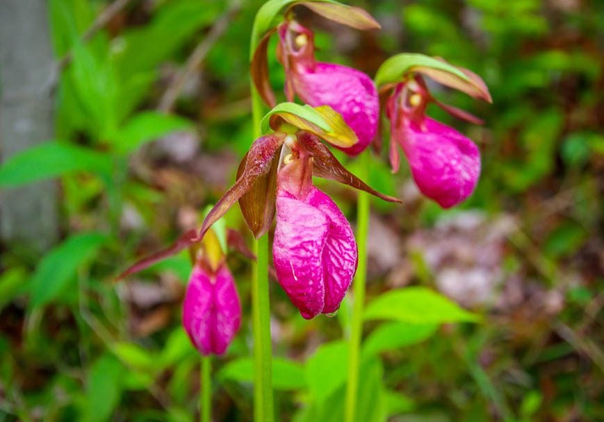 Wild flowers growing along the edge of the road