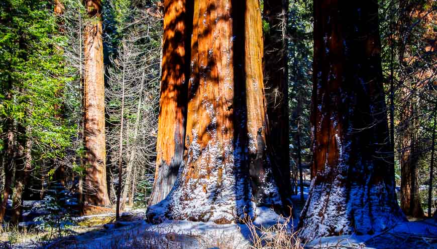 Sequoia trees in Yosemite - the glow of the burnt orange bark is very beautiful