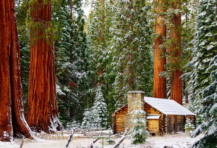 A full size museum looks like a toy building next to the sequoias