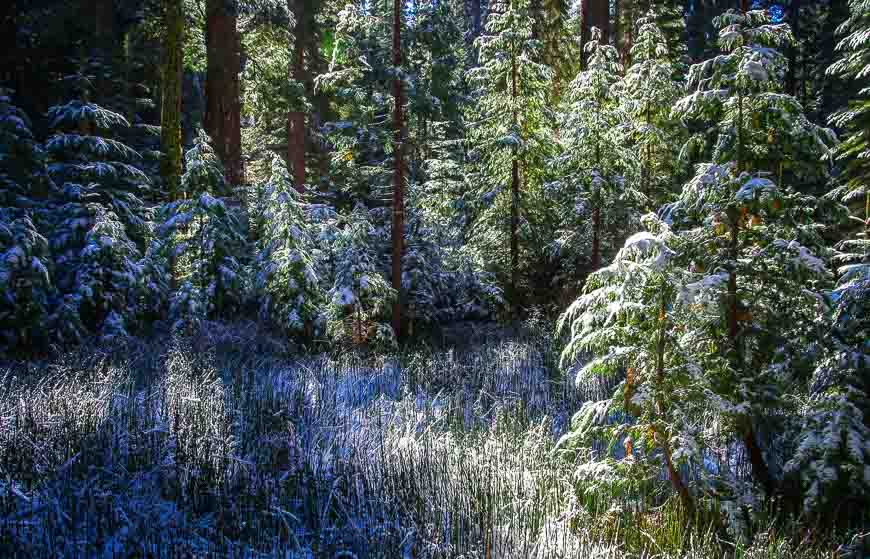 Even the understory is very beautiful