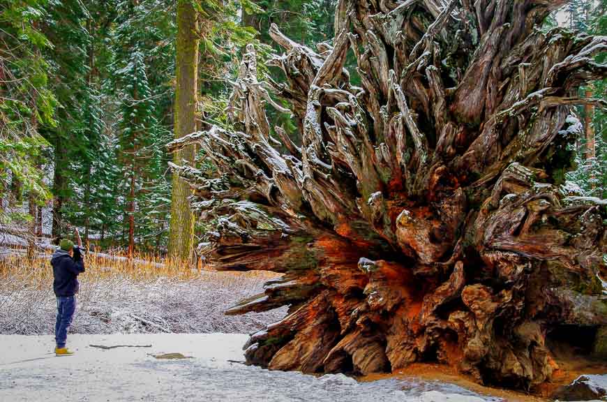 Giant root of a sequoia tree