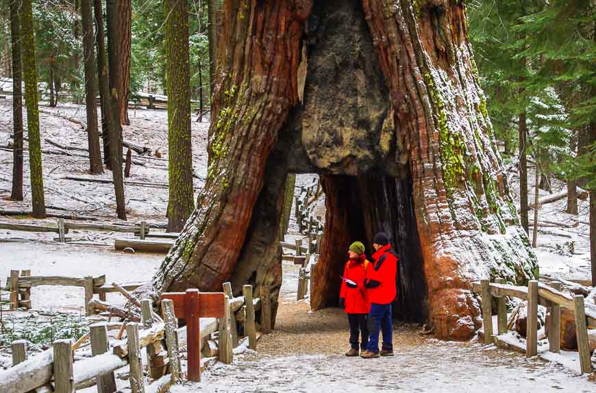 The Tunnel Tree in Mariposa Grovestops everyone in their tracks