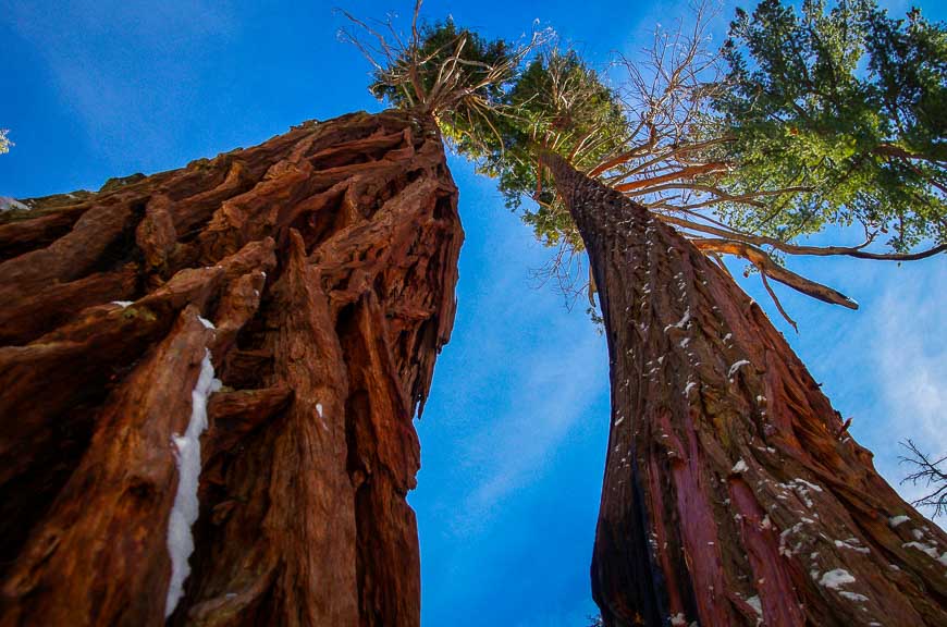 Looking up a few hundred feet at the giant sequoias