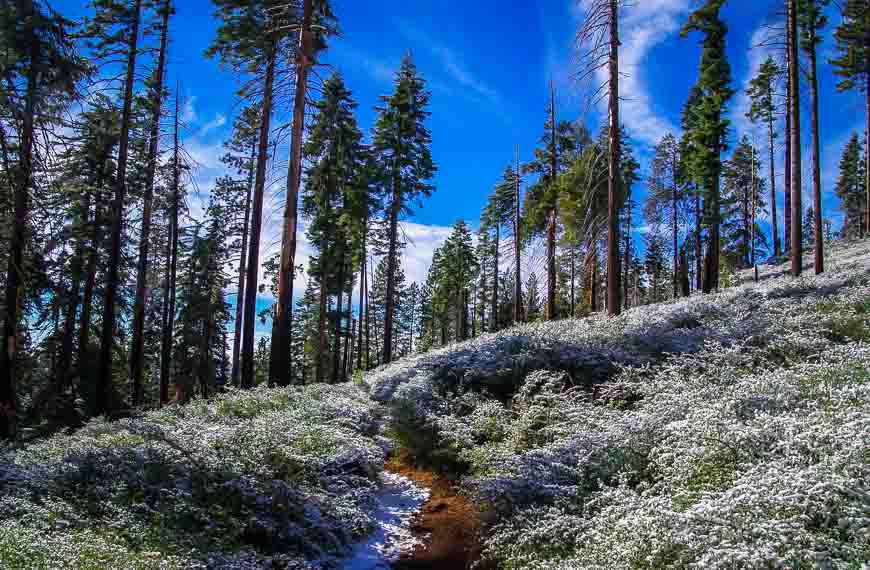 The trail to the upper grove where you find the bulk of the giant sequoias