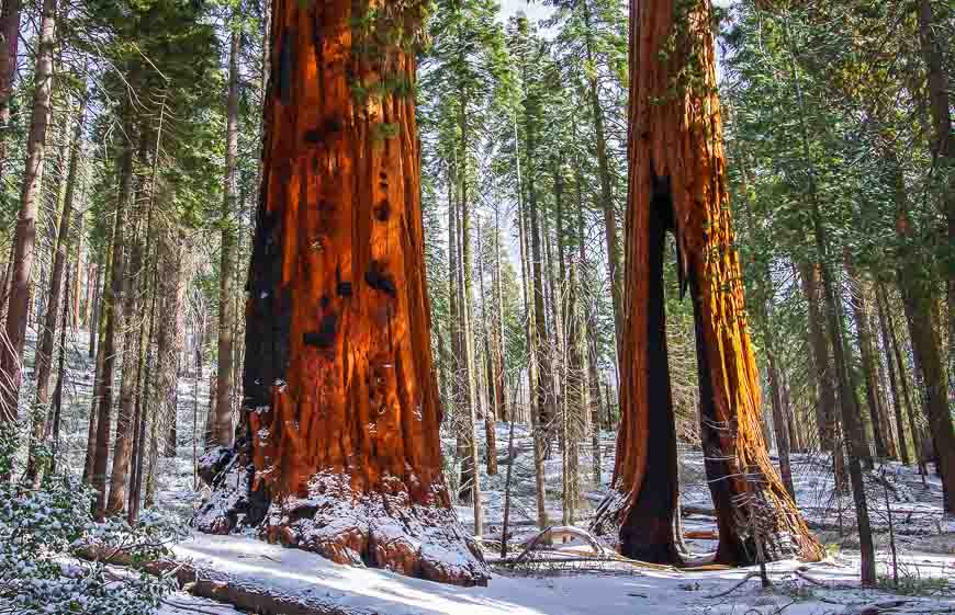 The clothespin tree among the giant sequoias - with a space large enough for a pick-up truck to drive through