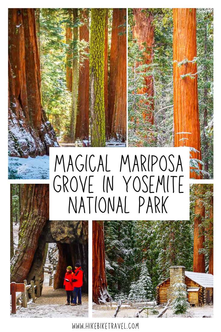 A visit to magical Mariposa Grove to see the sequoia trees, Yosemite National Park