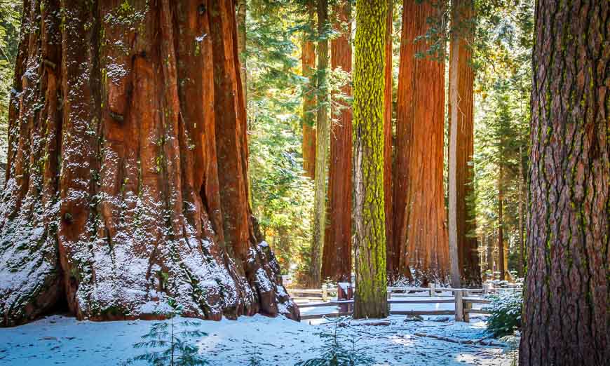 The beautiful sequoia trees of Mariposa Grove