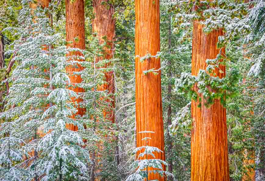 With snow on them the sequoia trees look more like a painting