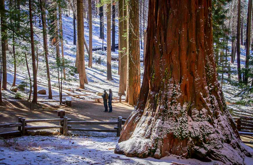 There was barely a soul around in Mariposa Grove so it was hard to show perspective of just how big the sequoia trees in Yosemite are